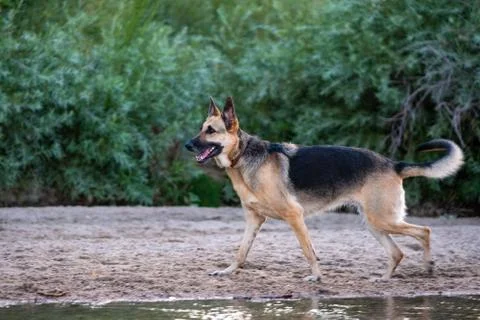Dog at Park Stock Photos