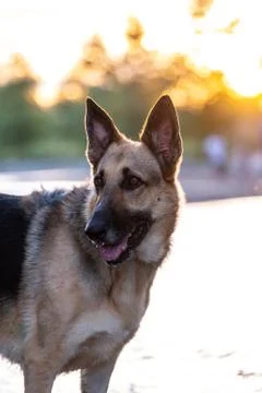 Dog at Park Stock Photos