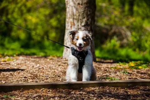 Dog In Park Stockfoto's