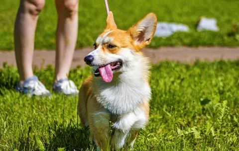 Dog in the park Stock Photos