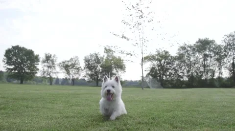 Dog in park running at camera 库存影片 51023927