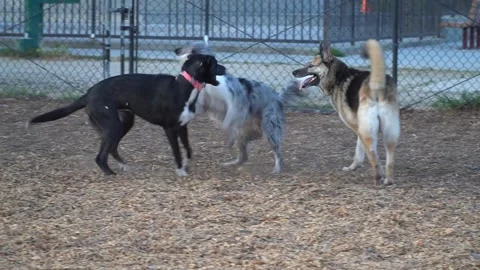 Dog Park2 Vídeos de archivo 154078114