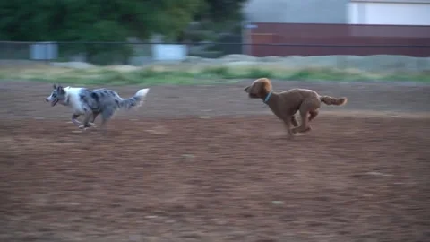 Dog Park3 Vídeos de archivo 154078069