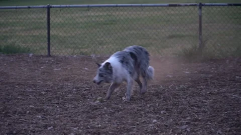 Dog Park4 Vídeos de archivo 154078111
