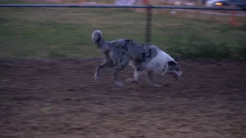 Dog Park5 Vídeos de archivo 154078121