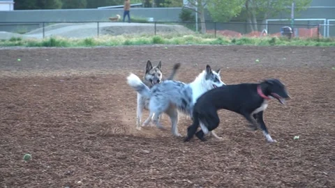 Dog Park6 Vídeos de archivo 154078159