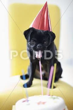 Dog In Party Hat Examining Birthday Cake