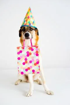 Dog in a party hat Stock Photos