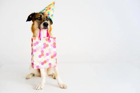 Dog in a party hat Stock Photos