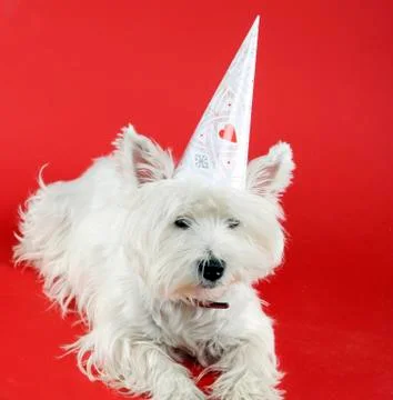 Dog party Stock Photos