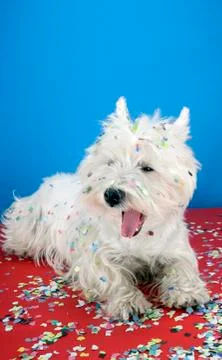 Dog party Stock Photos