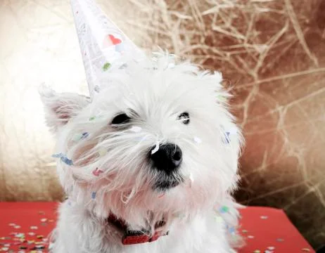 Dog party 스톡 사진