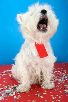 Dog party Stock Photos