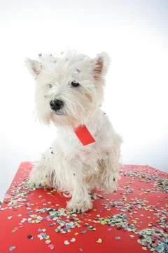 Dog party Fotos Stock