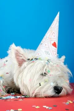 Dog party Stock Photos