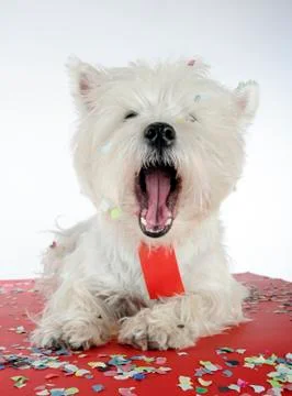 Dog party Stock Photos