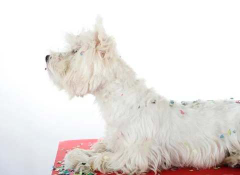 Dog party 스톡 사진