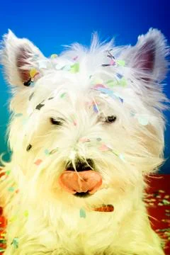 Dog party Stock Photos