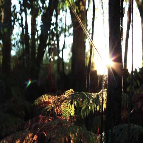 Dog passing by in the forest Video stock 69653907