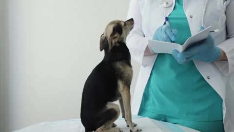 Dog passport, veterinary pet document with vaccines, id for traveling with .. Stock Footage 240480498