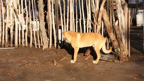 Dog in patagonia Stock-Footage 132054889