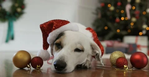 A dog with a patch over one eye is lying in front of a Christmas tree Video stock 233283251