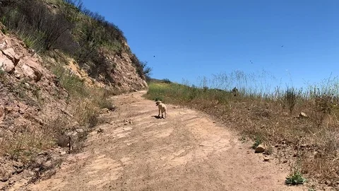 Dog on Path Vídeos de archivo 106965582