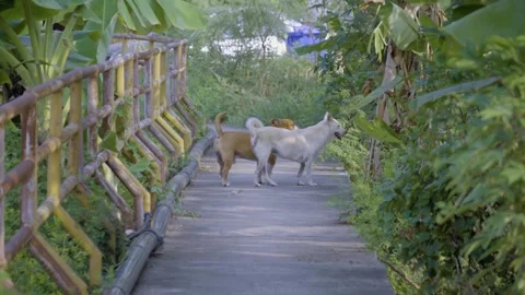 Dog On Path Video stock 338342546
