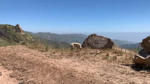Dog on Path with View Vídeos de archivo 106965572