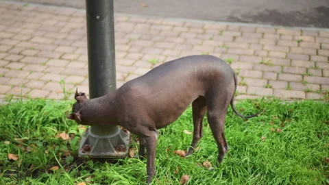 Dog Pausing At Lamppost To Sniff Small Grassy Patch Beside Paved Walkway, Slow Vídeos de archivo 324815505