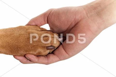 Dog paw in human hand Stock Photos