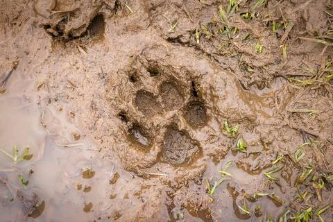 Dog paw print in mud Stock Photos