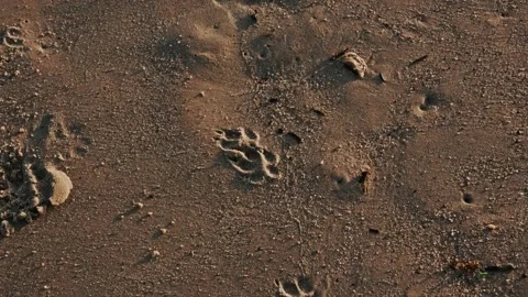 Dog Paw Print in Sand at Beach at Sunset Cinematic 4K 24fps Stock Footage 303732053