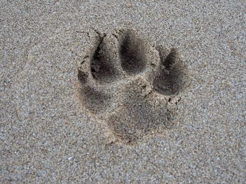 Dog Paw Print in the Sand Stock Photos