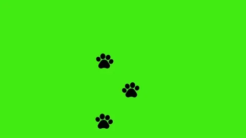 Dog paw prints, Animal footprints 4k gre... | Stock Video | Pond5