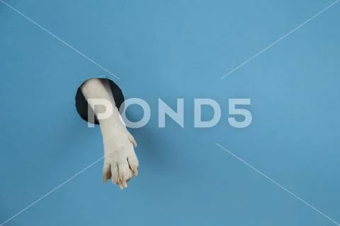 Dog paw sticks out of a hole in a paper blue background. Copy space ...