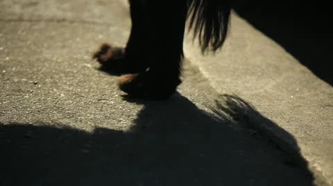 Dog Paws and Shadows Stock Footage 11441558