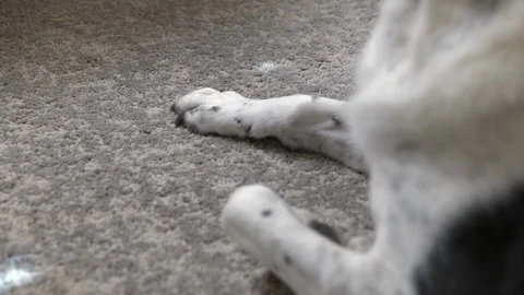 Dog paws on carpet Stock Footage 120638060