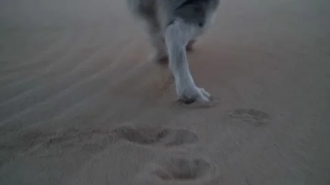 Dog paws desert Stock Footage 234730378