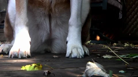 Dog paws Stock Footage 8686849