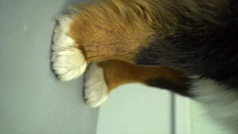 Dog paws. Large dog. Vertical video. Dog at the groomer's Stock Footage 247717250