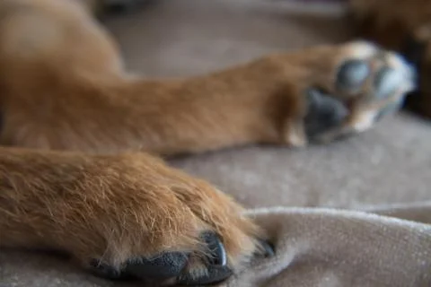 Dog paws Stock Photos