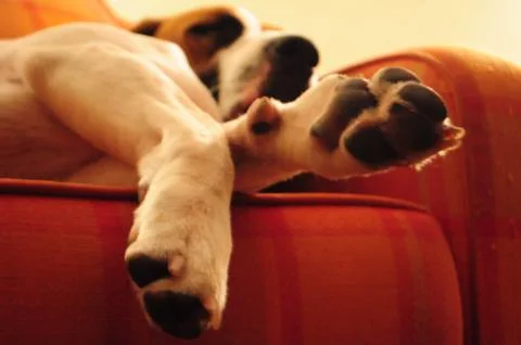 Dog Paws Foto stock