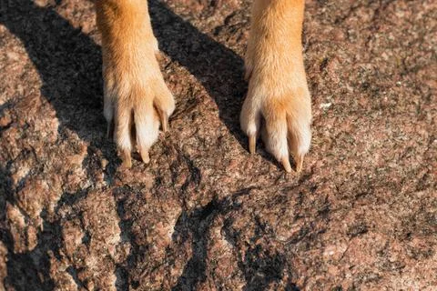 Dog paws. Stock Photos