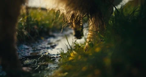 Dog Paws Splashing Through Muddy Puddle on Countryside Path Close Up Stock Footage 340007864