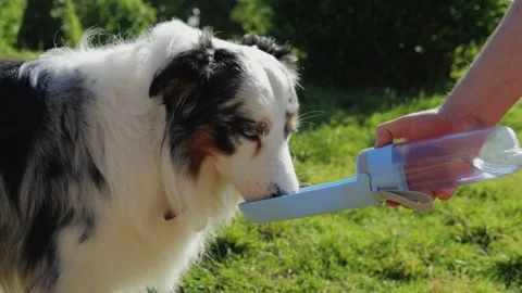 A dog is peacefully hydrating from a portable bottle amidst tranquil outdoor Stock Footage 285649062