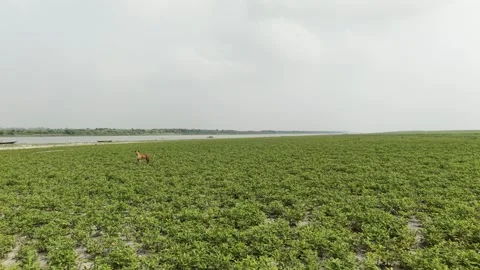 Dog in Peanut Field Stock Footage 334803207