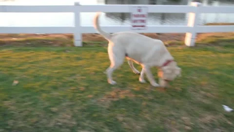 Dog pee Stock Footage 10748233