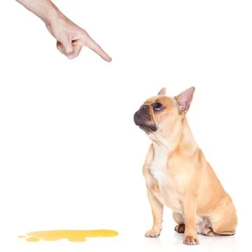 Dog pee Stock-Fotos