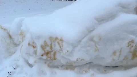 Dog pee in the snow Stock Footage 328962657